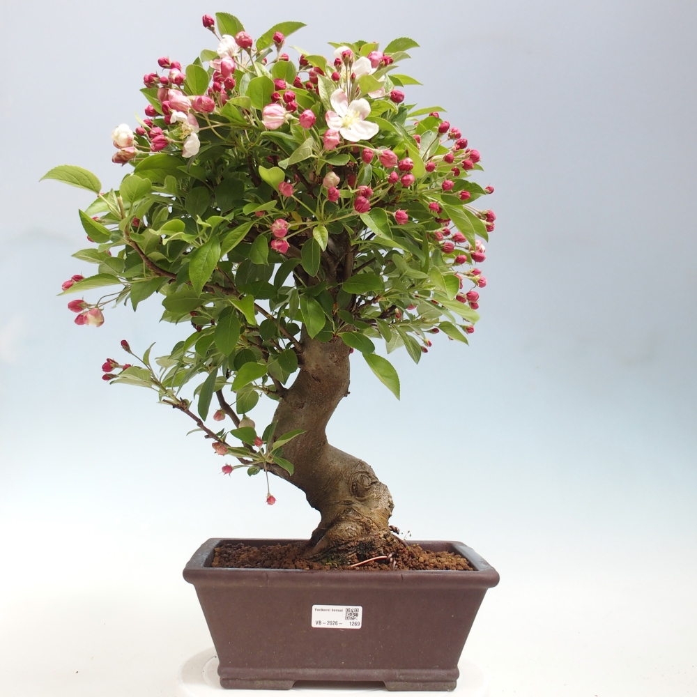 Outdoor bonsai -Malus halliana - Small-fruited apple tree