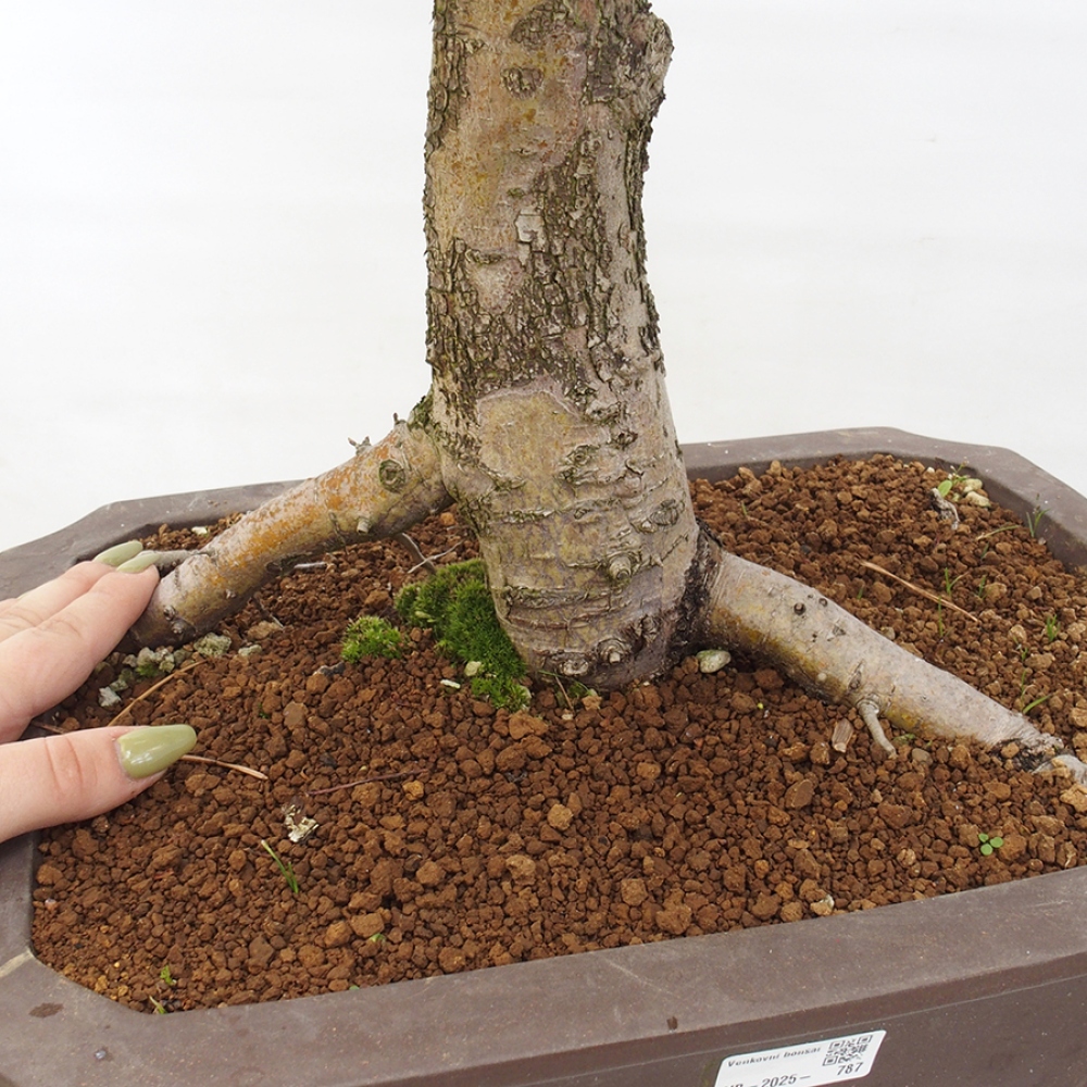 Outdoor bonsai - Hawthorn - Crataegus monogyna