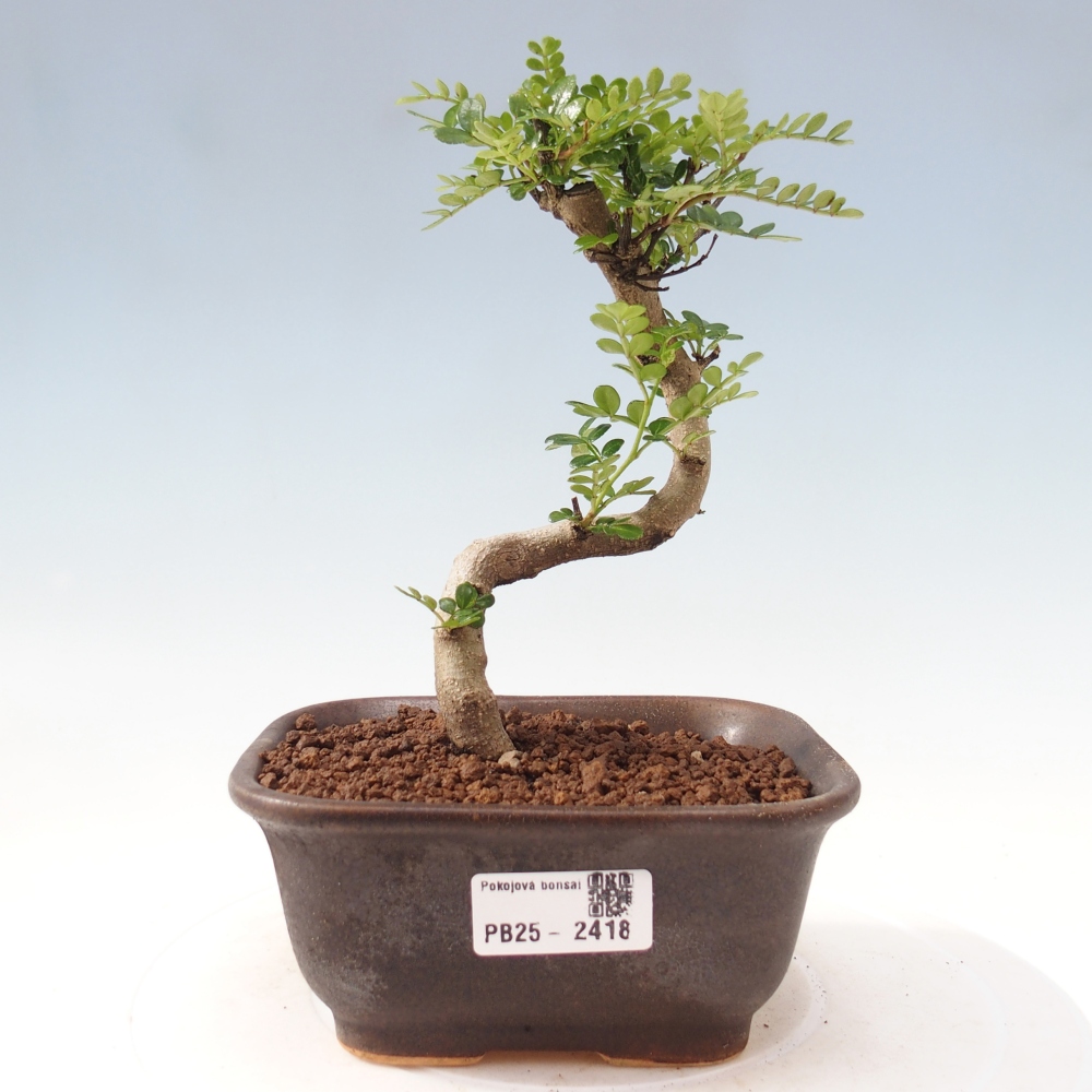Indoor bonsai - Zantoxylum piperitum - Peppermint
