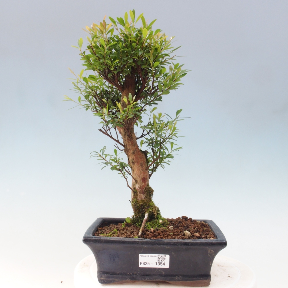 Room bonsai - Syzygium - Pimentovník