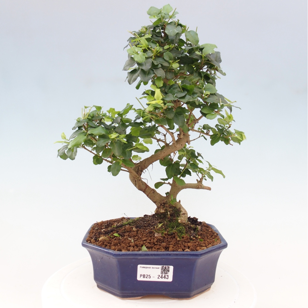 Indoor bonsai -Ligustrum chinensis - Bird's beak