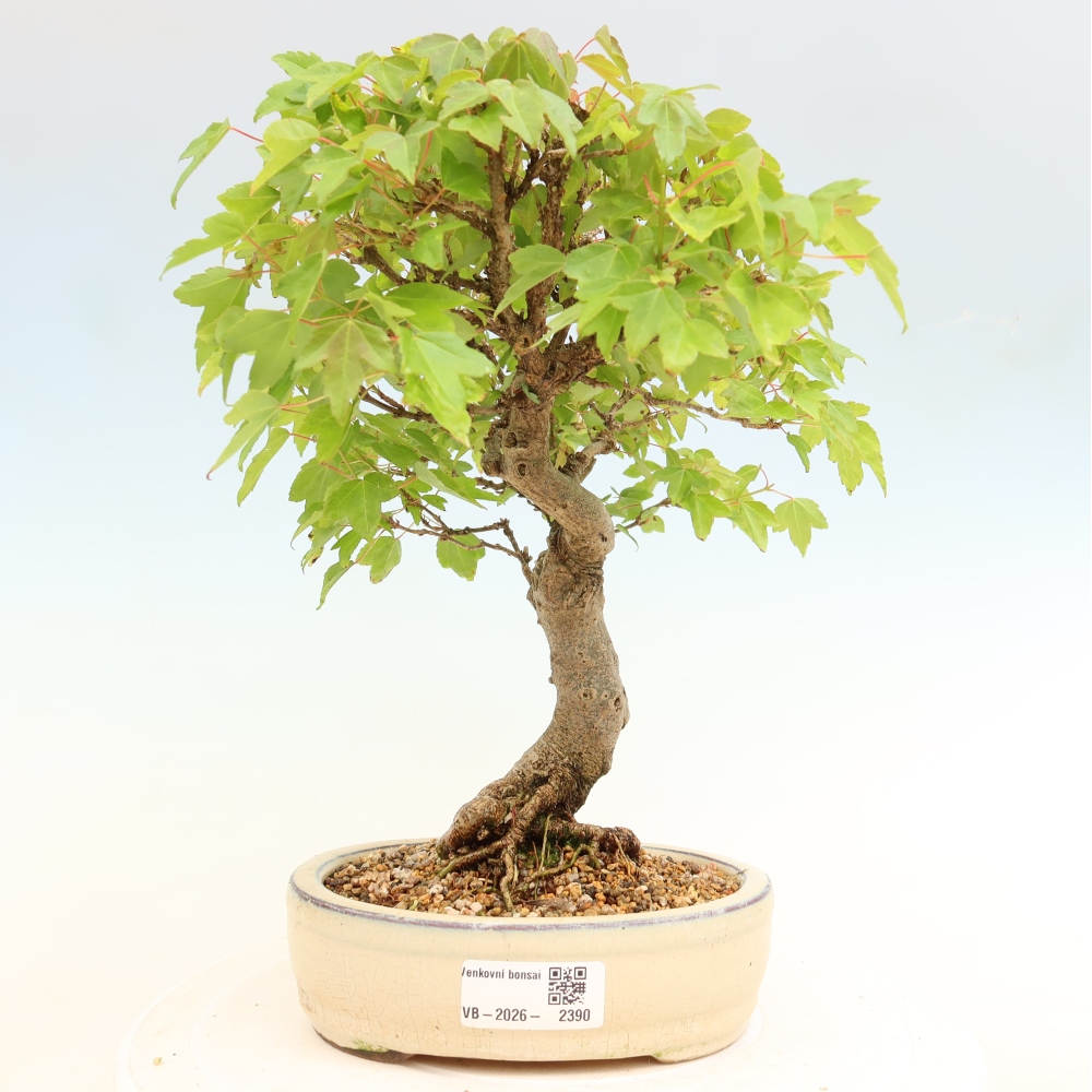 Outdoor bonsai - Maple Burger - Acer Burgerianum