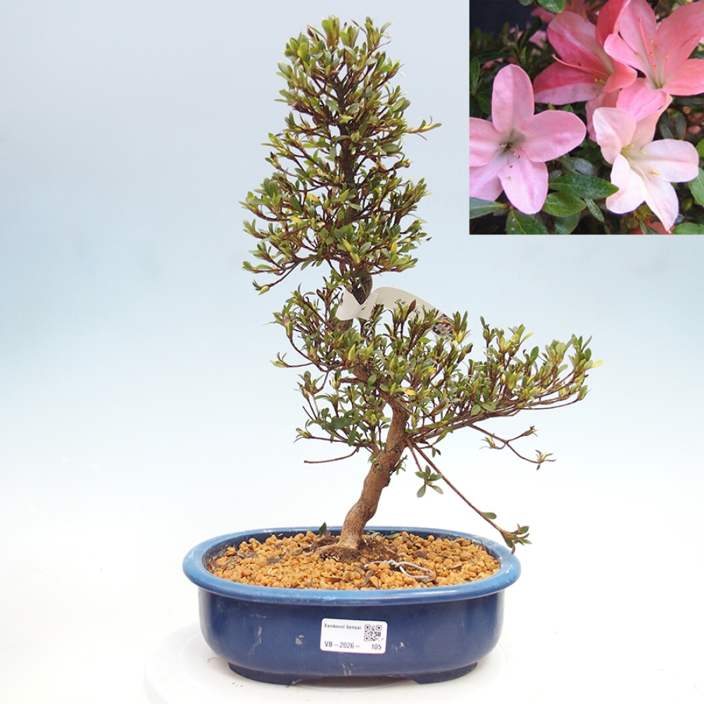 Outdoor bonsai - Japanese Azalea - Azalea Nikko