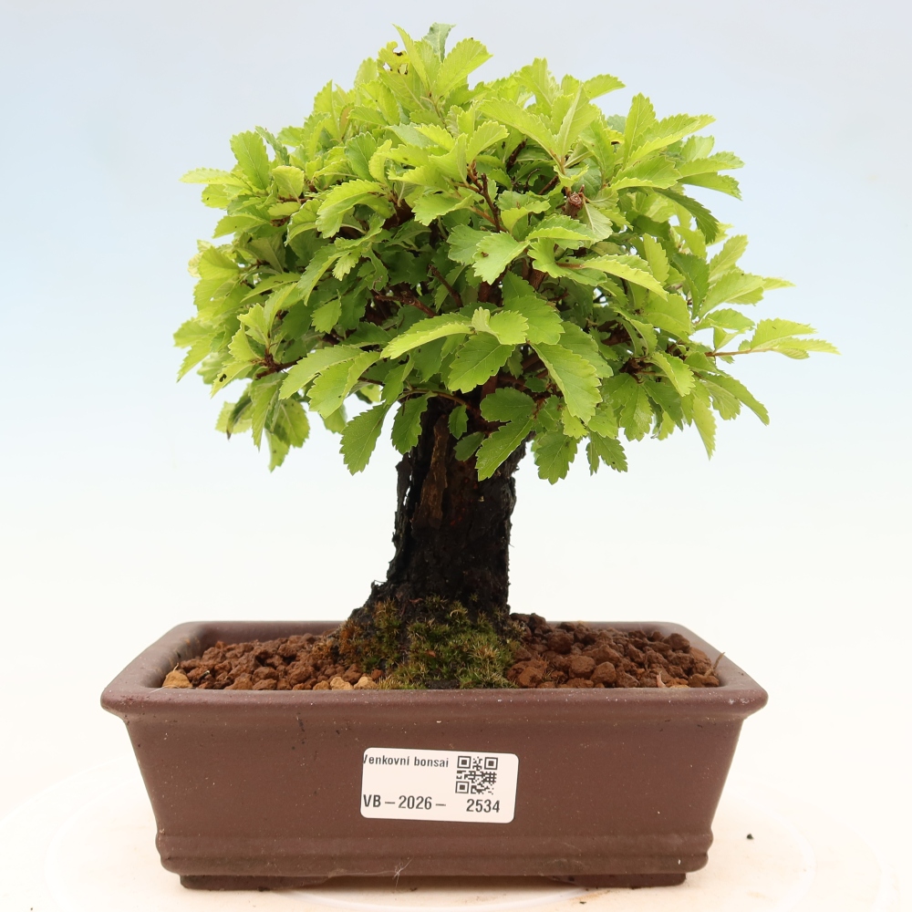 Outdoor bonsai - Zelkova - Zelkova NIRE