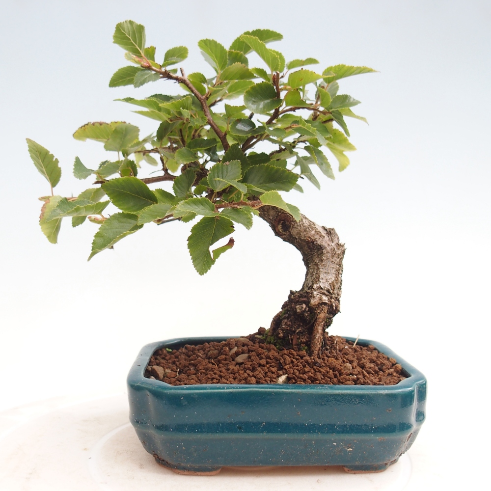 Outdoor bonsai -Carpinus CARPINOIDES - Korean Hornbeam