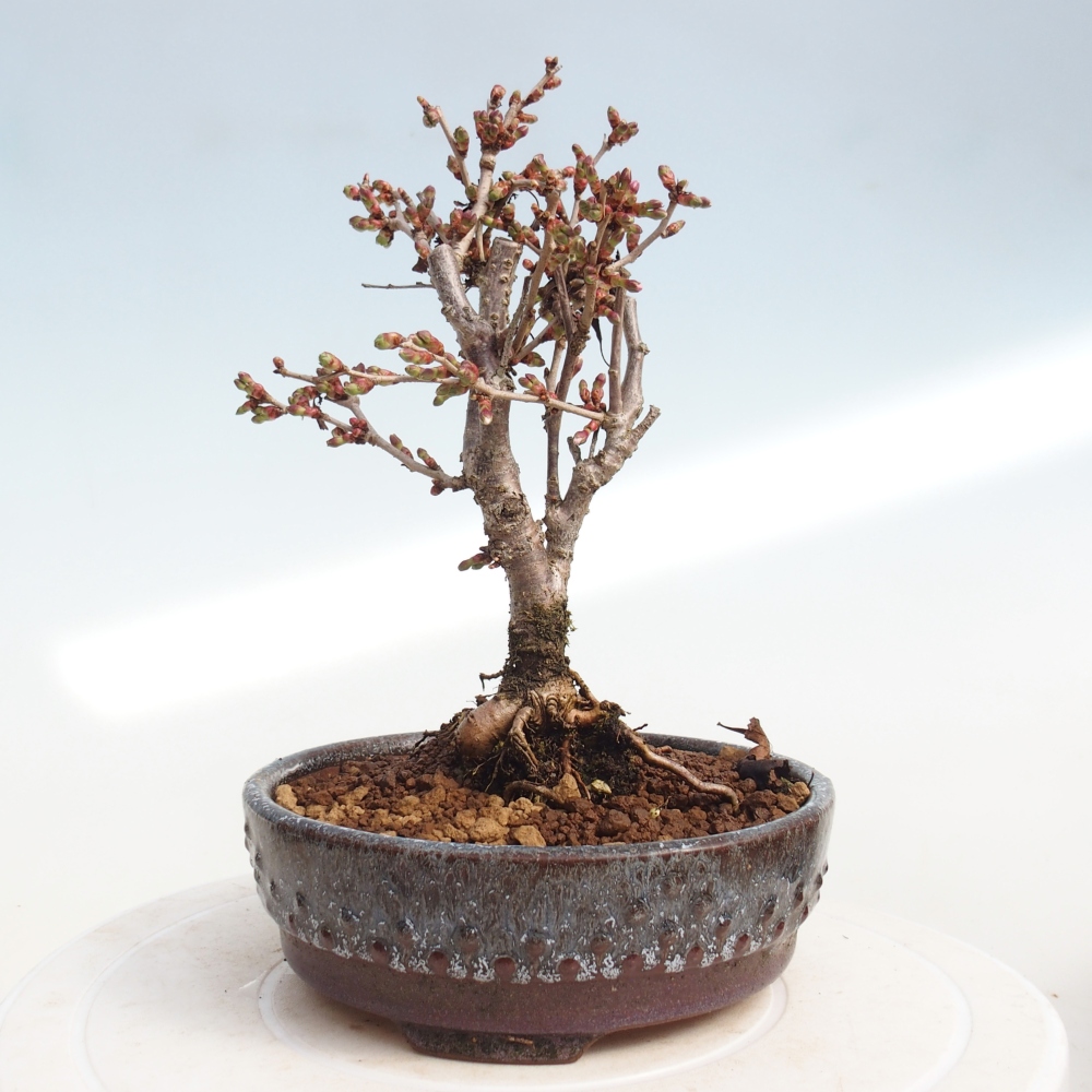 Outdoor bonsai - Prunus incisa Kojou-no mai-Plivon cut out