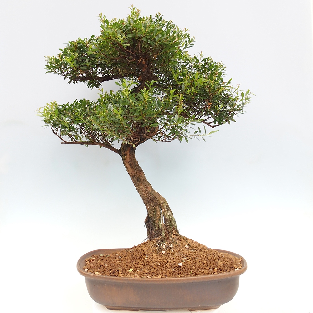 Indoor bonsai - Syzygium - Pimento - PERSONAL COLLECTION ONLY or pallet transport