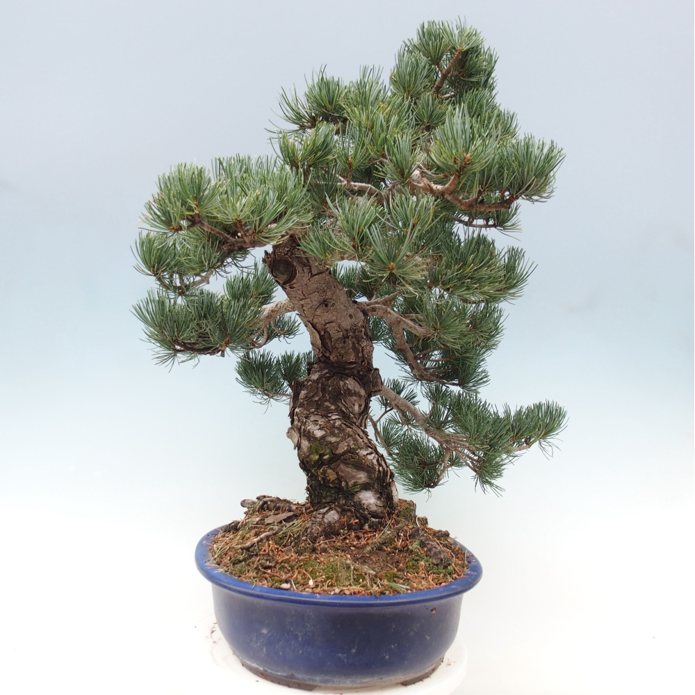 Outdoor bonsai - Pinus parviflora - Small pine tree