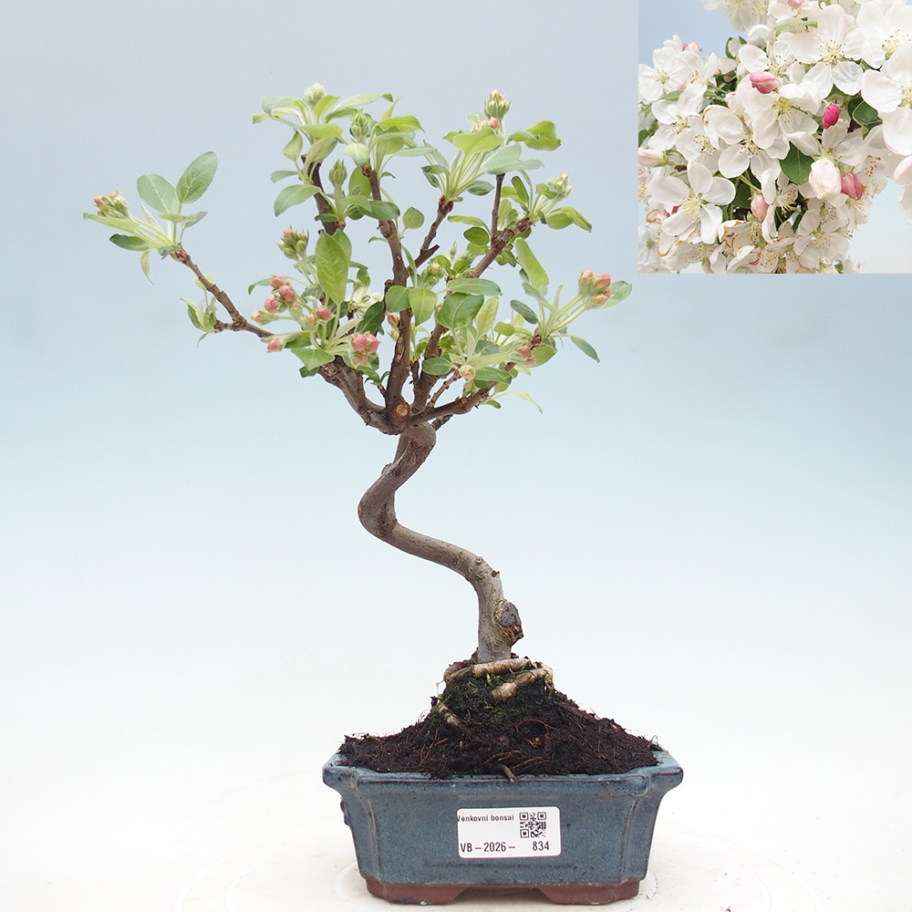 Outdoor bonsai -Malus halliana - Small-fruited apple tree