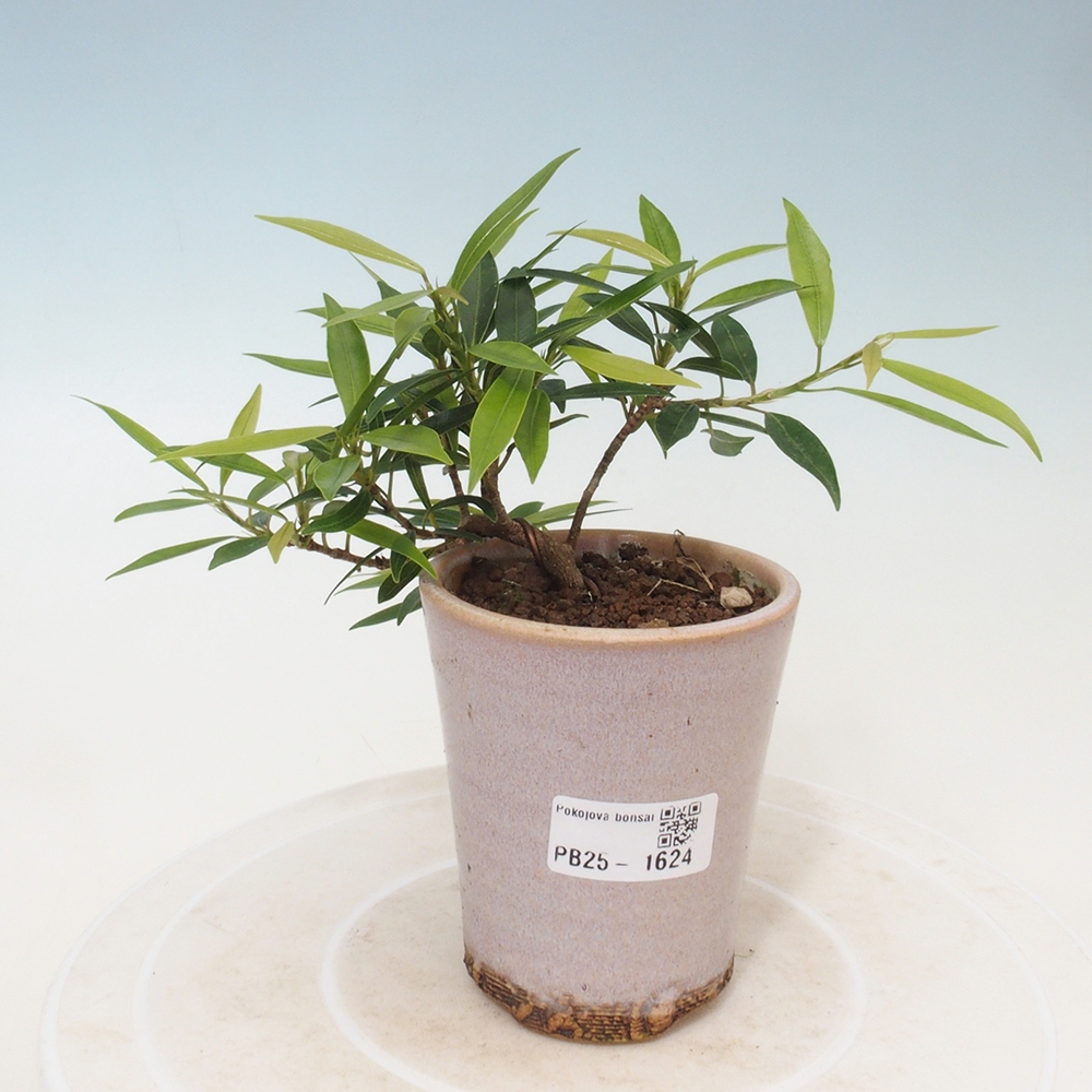 Indoor bonsai - Ficus nerifolia - small-leaved ficus