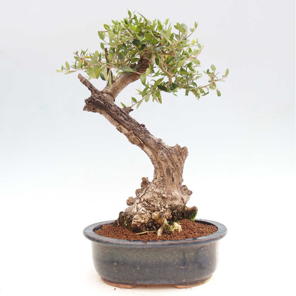 Indoor bonsai - Olea europaea sylvestris - European small-leaved olive oil