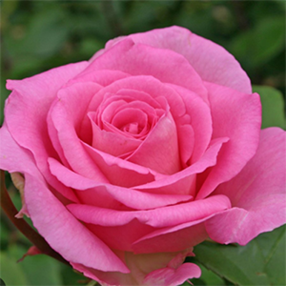 Outdoor Bonsai - Rosa Kordes - Rose