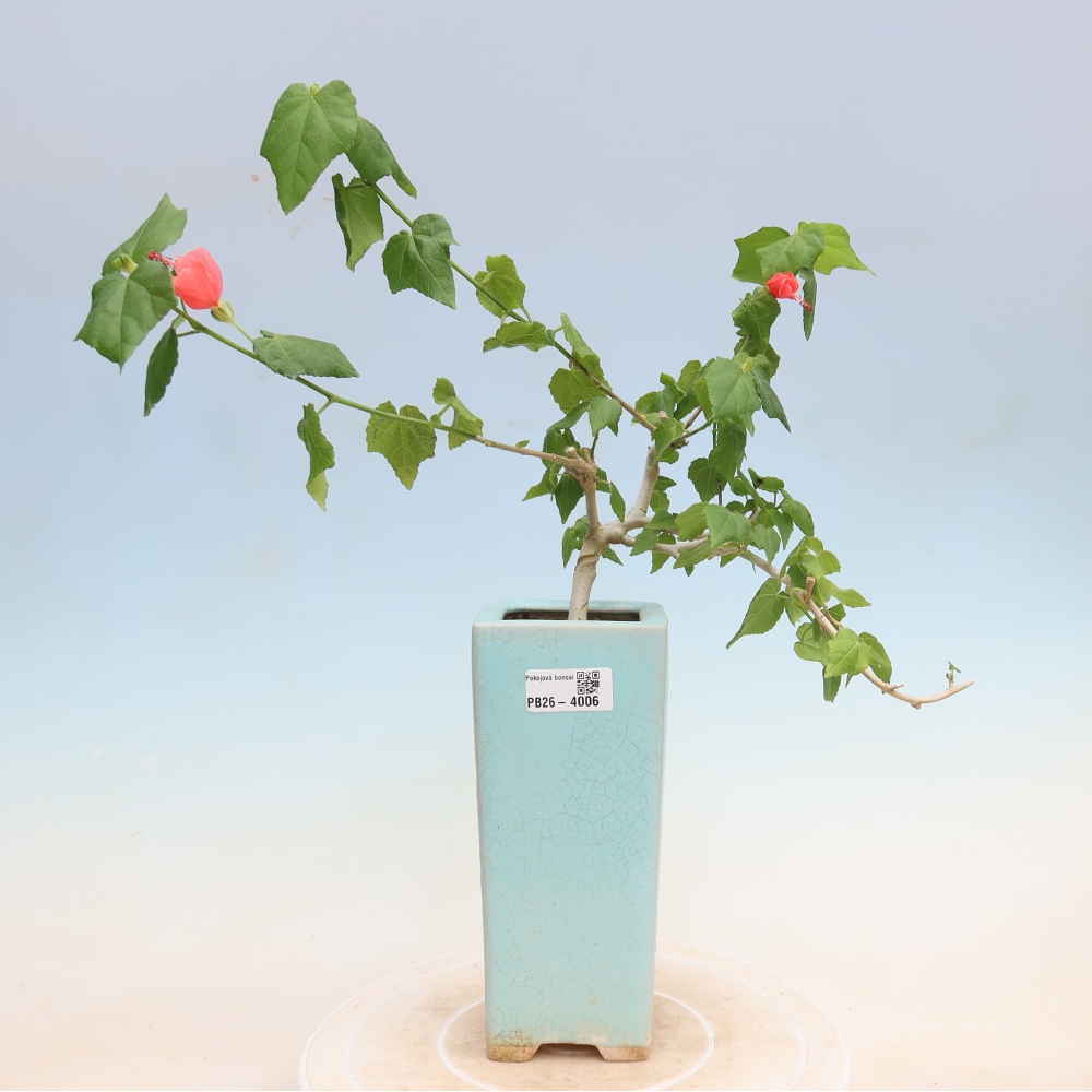Indoor bonsai - Malvaviscus arboreus