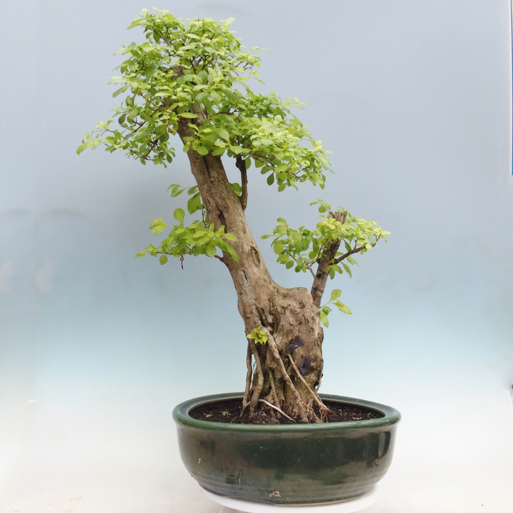Room bonsai - Duranta erecta Aurea - PERSONAL COLLECTION ONLY or pallet transport