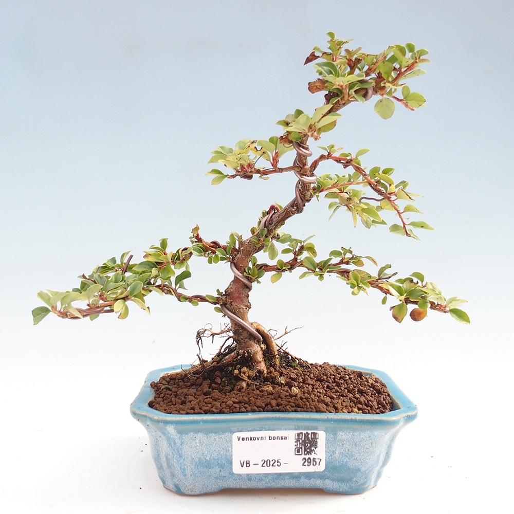 Outdoor bonsai - Cotoneaster horizontalis - Rock tree