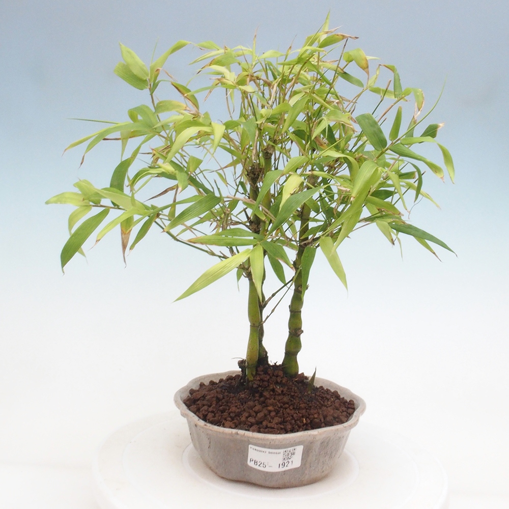 Indoor bonsai - Bamboo Buddha-Bamboo Buddha's belly