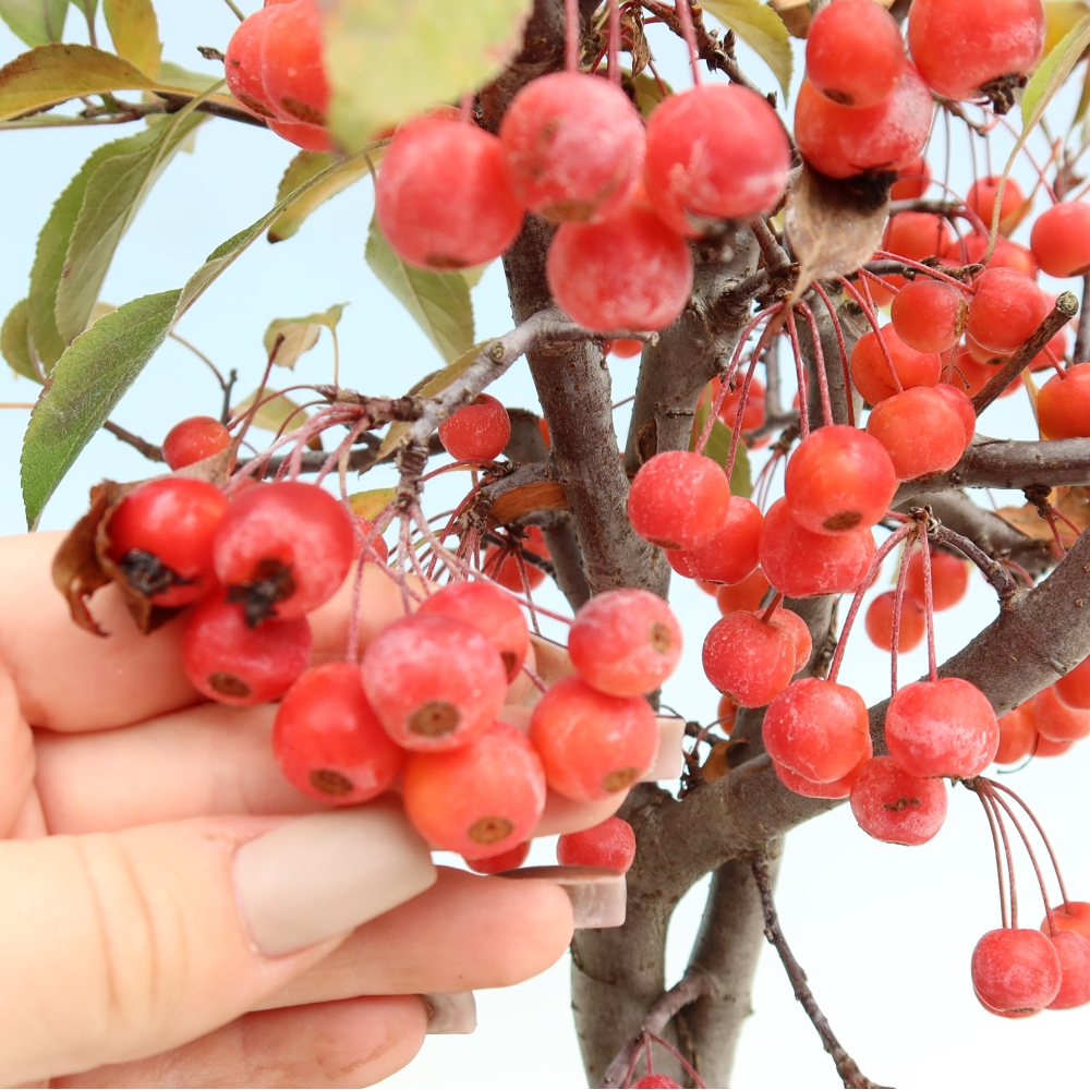 Outdoor bonsai -Malus domestica - Small-fruited red-leaved apple tree
