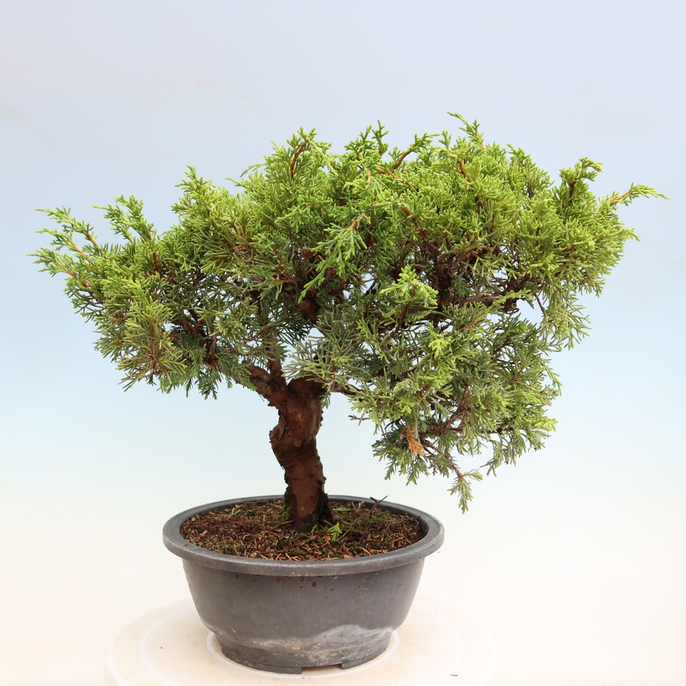 Outdoor Bonsai - Juniperus chinensis Itoigawa - Chinese Juniper