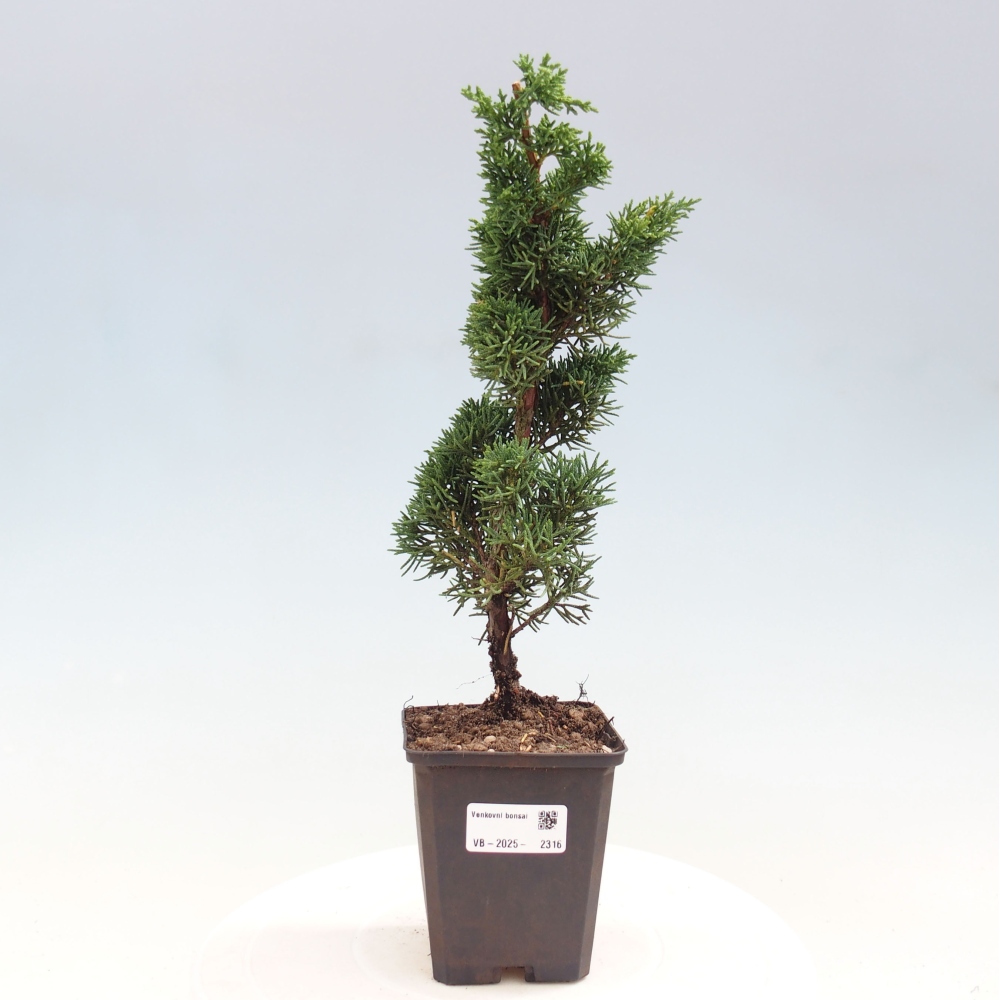 Outdoor bonsai - Juniperus chinensis Kishu - Chinese juniper