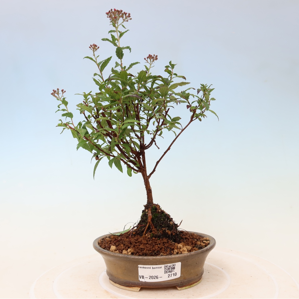 Outdoor Bonsai - Japanese Spirea - Spirea japonica 'Anthony Waterer'