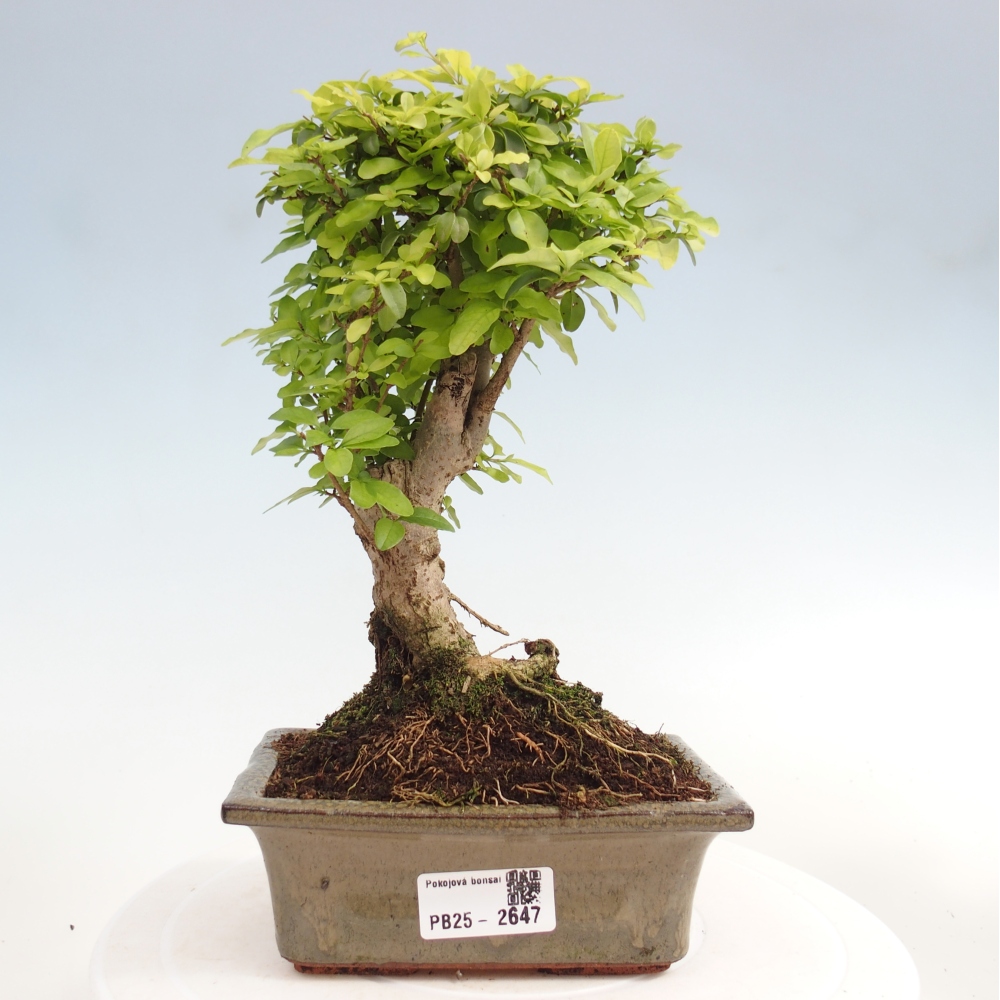 Indoor bonsai - Ligustrum chinensis - Bird's eye view