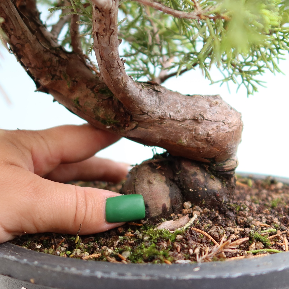 Outdoor Bonsai - Juniperus chinensis Itoigawa - Chinese Juniper