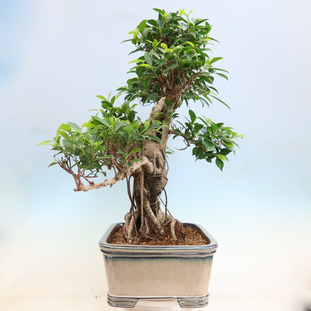 Room bonsai - Ficus kimmen - small-leaved ficus