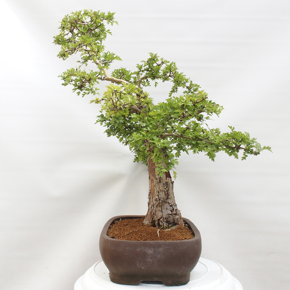 Outdoor bonsai - Hawthorn - Crataegus monogyna