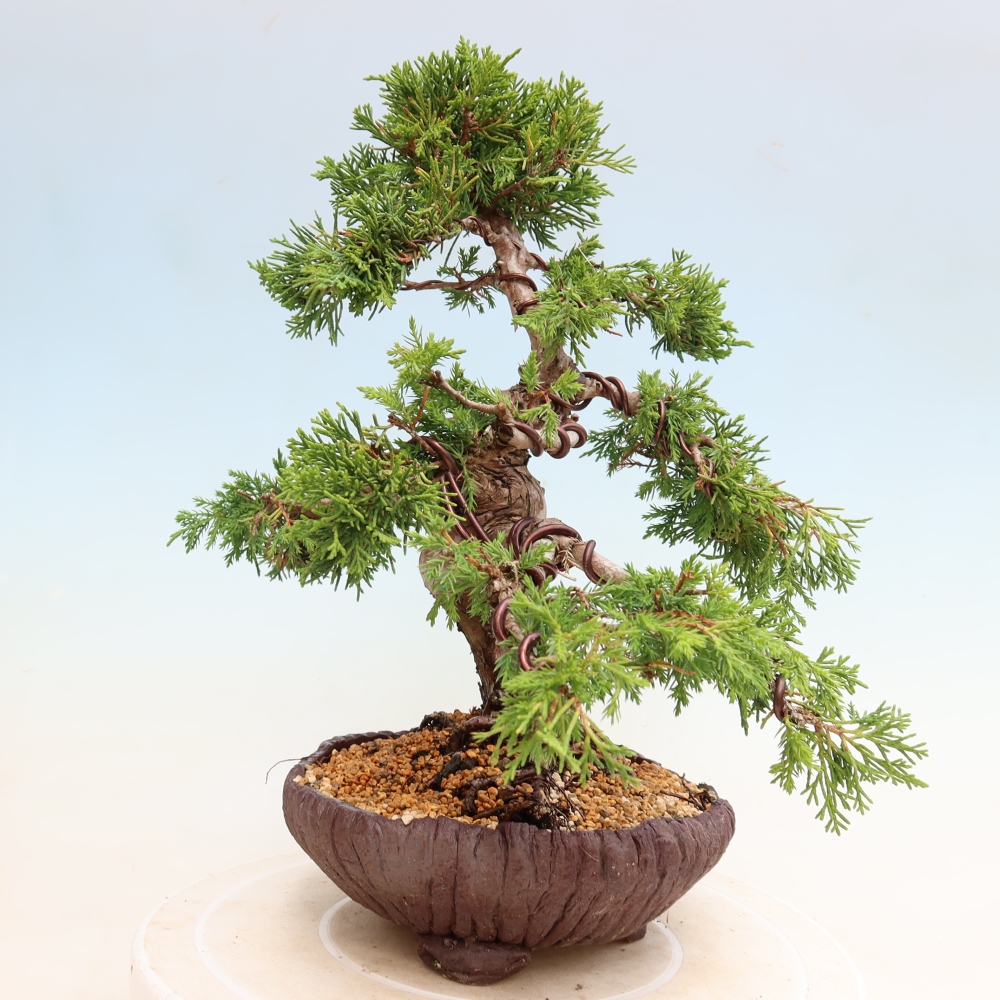 Outdoor Bonsai - Juniperus chinensis Itoigawa - Chinese Juniper