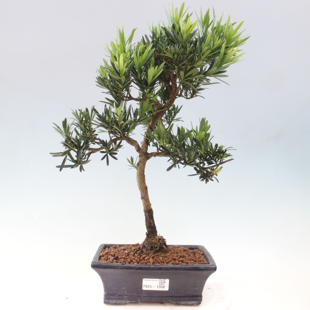 Indoor bonsai - Podocarpus - Stone thous