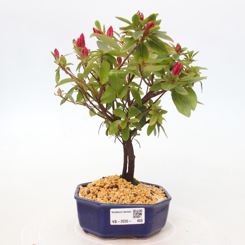 Outdoor bonsai - Japanese azalea - Azalea sp.