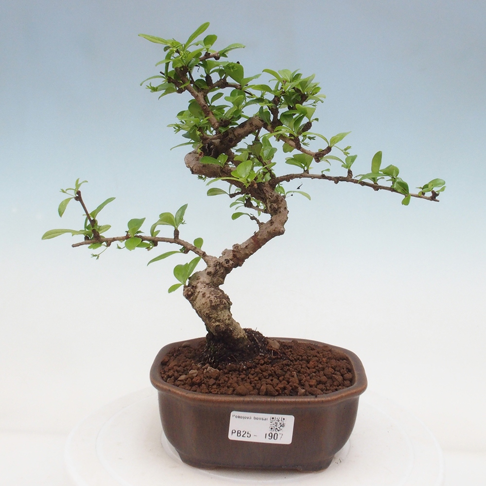 Indoor bonsai - Carmona macrophylla - Fuki tea