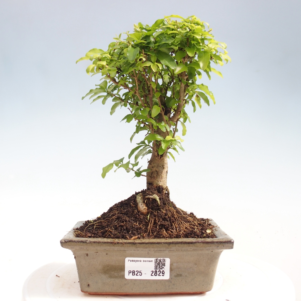 Indoor bonsai - Ligustrum chinensis - Bird's eye view