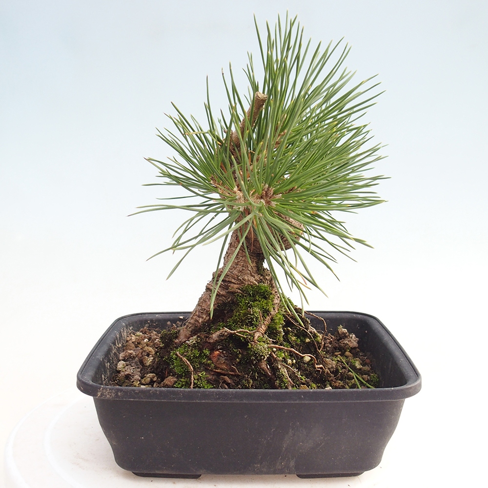 Outdoor bonsai - Pinus thunbergii - Thunberg pine