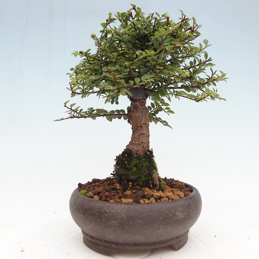 Outdoor bonsai - Ulmus parvifolia Hokkaido - Chinese elm