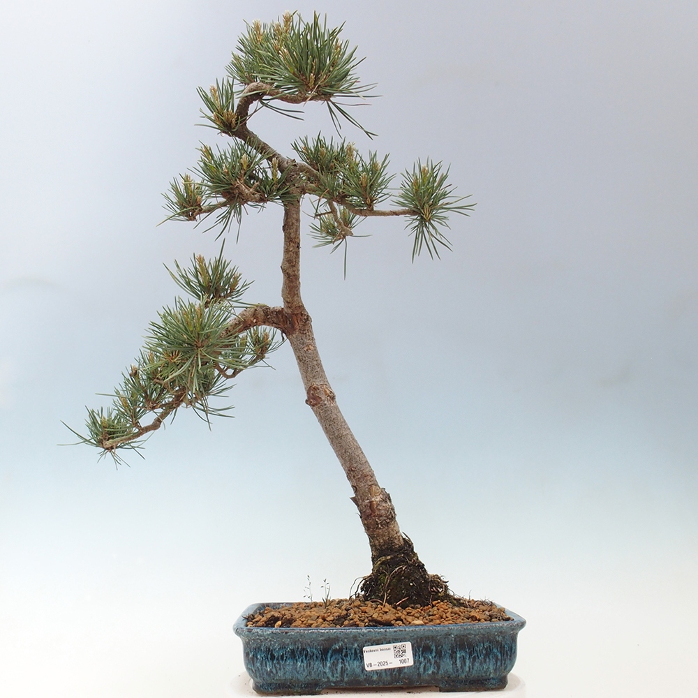 Outdoor bonsai - Pinus Sylvestris - Scots pine