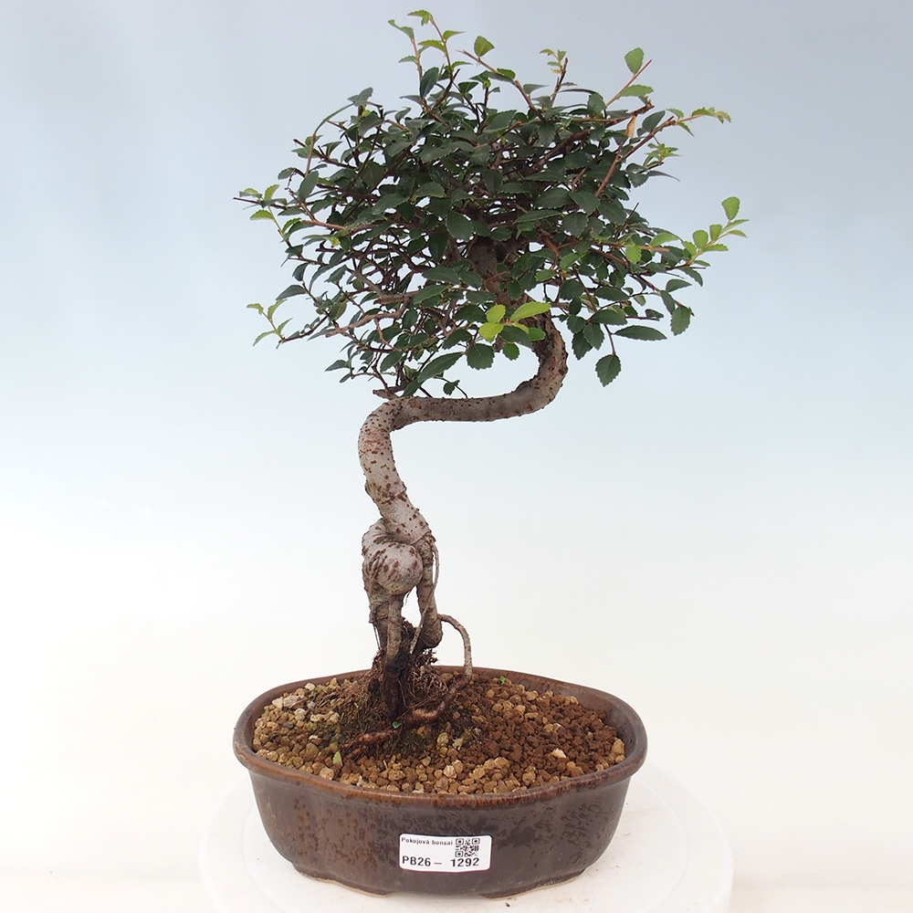 Room bonsai - Ulmus parvifolia - Small-leaved elm