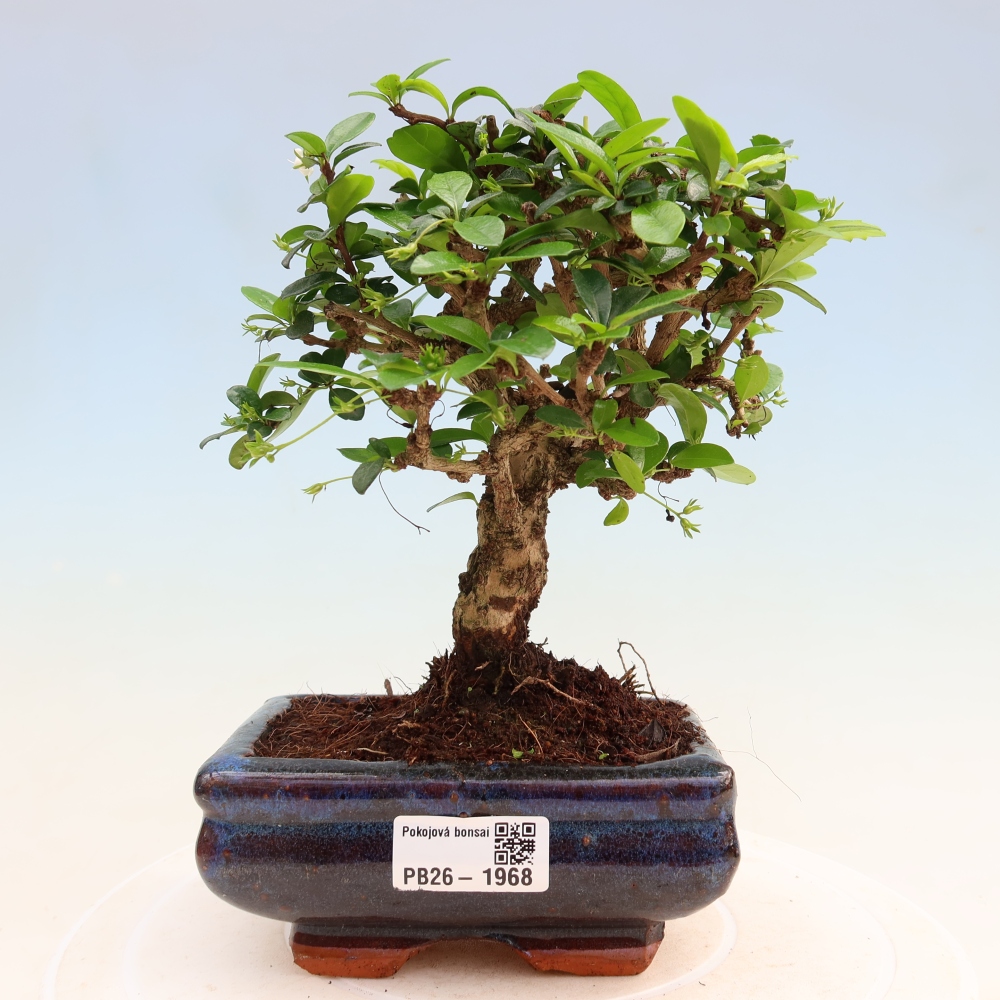 Room bonsai - Carmona macrophylla - Tea fuki