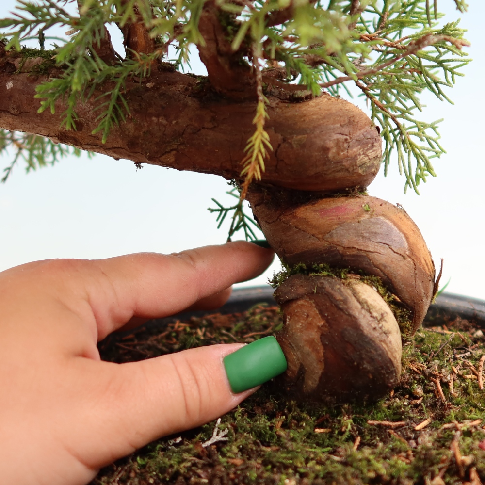 Outdoor Bonsai - Juniperus chinensis Itoigawa - Chinese Juniper