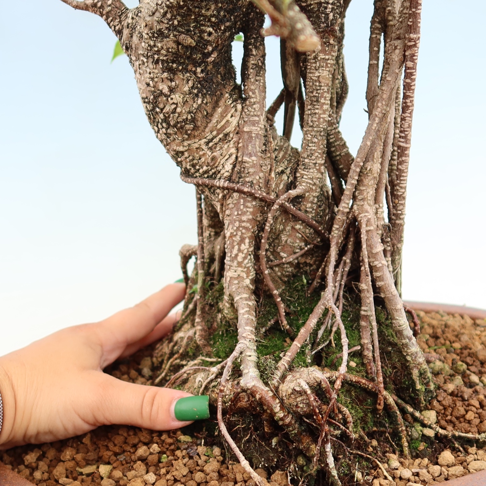 Room bonsai - Ficus kimmen - small-leaved ficus