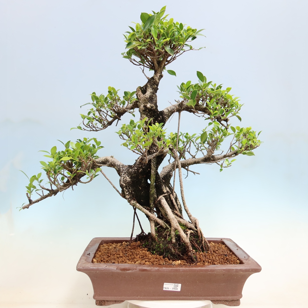 Room bonsai - Ficus kimmen - small-leaved ficus