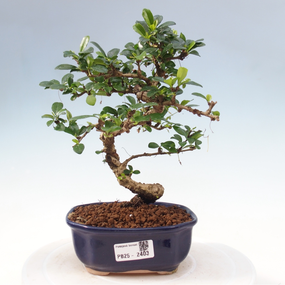 Indoor bonsai - Carmona macrophylla - Fuki tea