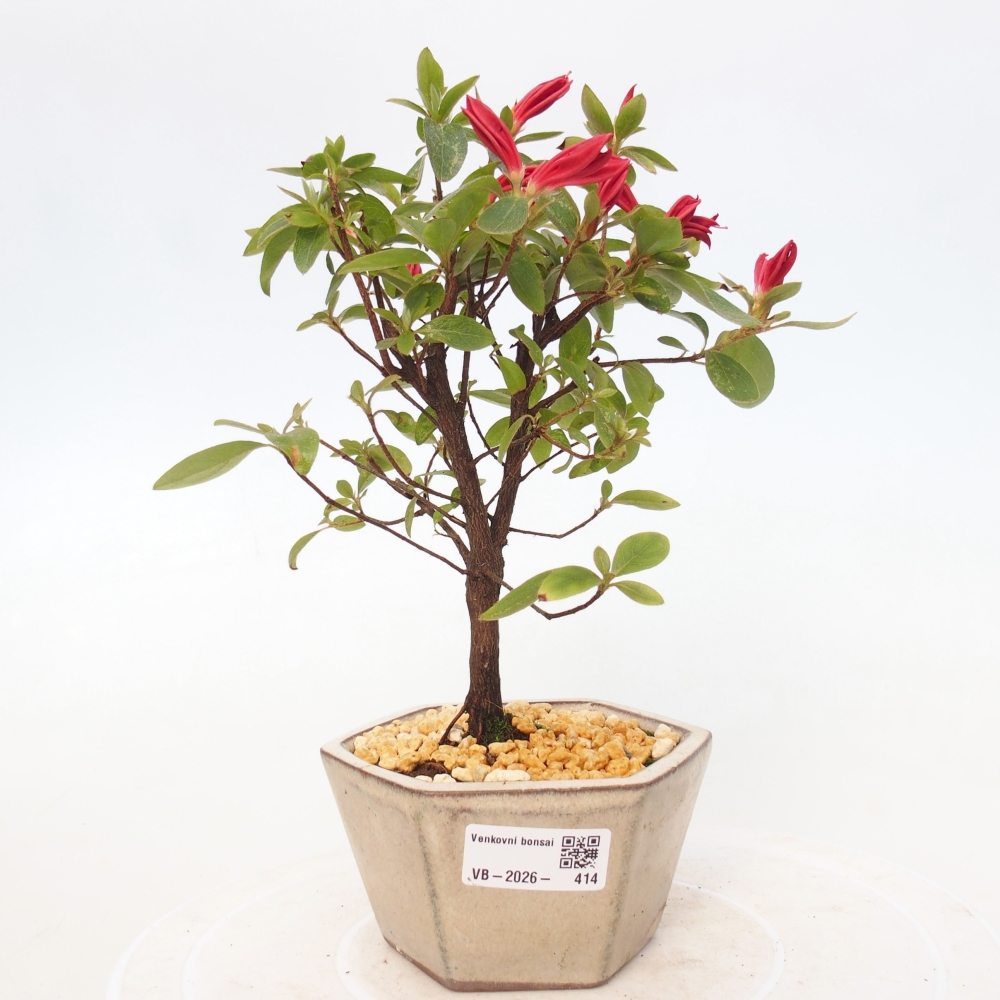 Outdoor bonsai - Japanese azalea - Azalea sp.