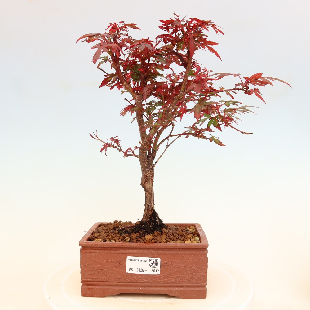 Outdoor Bonsai - Japanese Maple - Acer palmatum 'Berry Broom' 