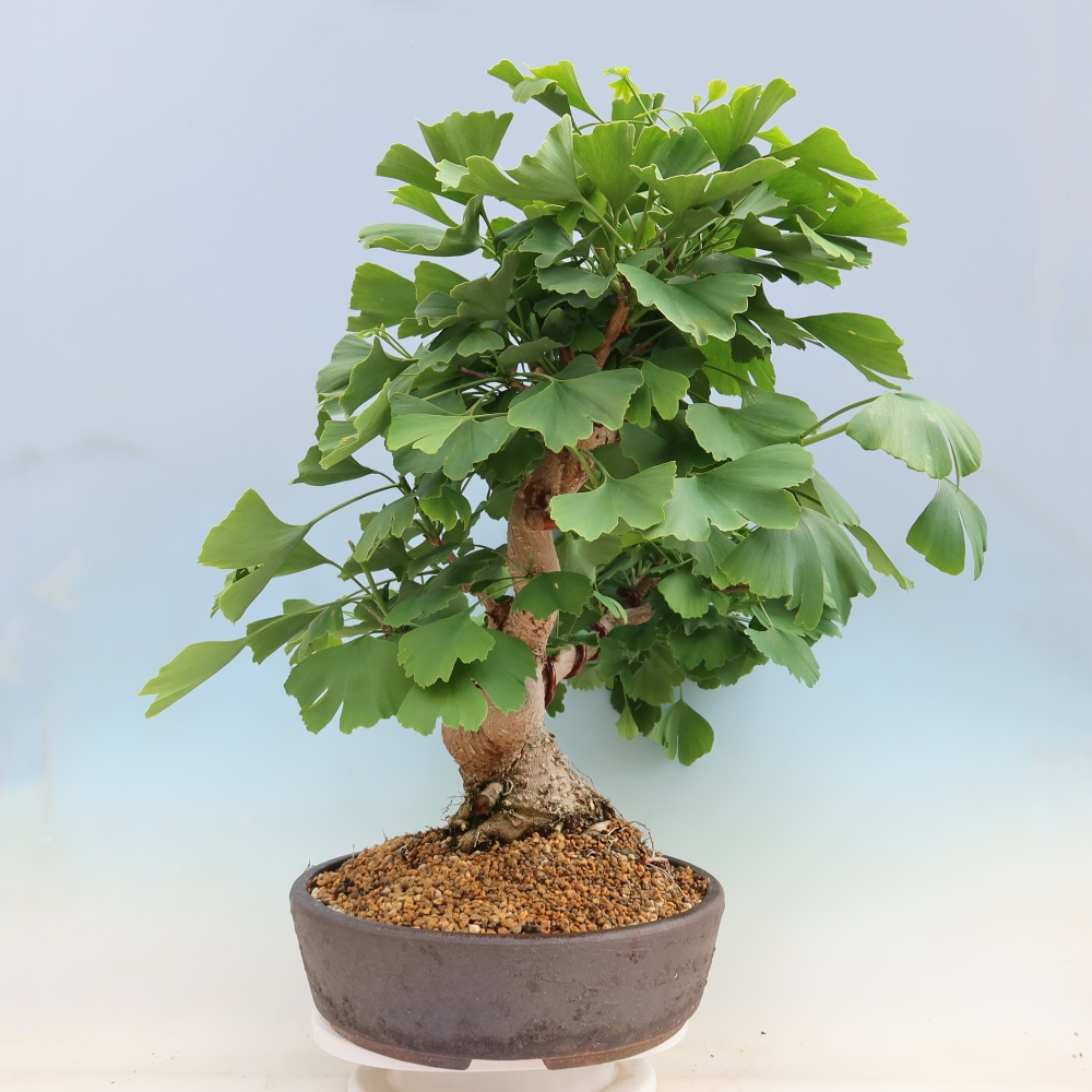 Outdoor bonsai - Ginkgo biloba - Ginkgo biloba