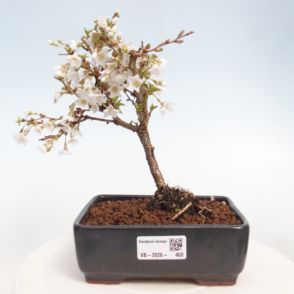 Outdoor bonsai - Prunus incisa Kojou-no mai-Plivon cut out