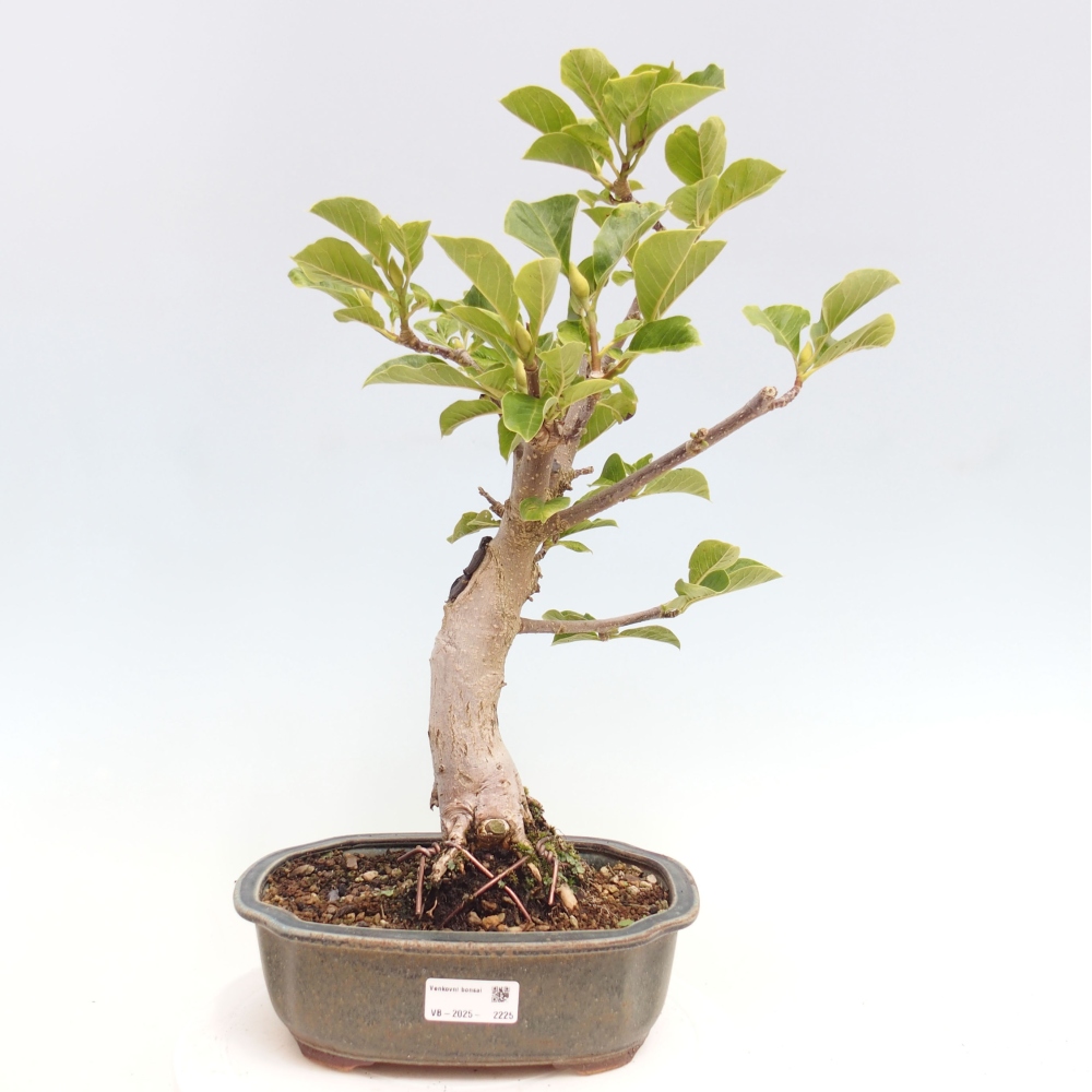 Outdoor bonsai - Magnolia Black Tulip - Magnolia