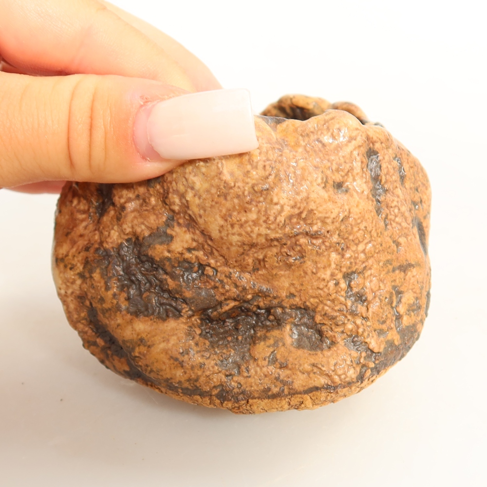 Ceramic Shell, 7 x 6 x 6 cm, brown