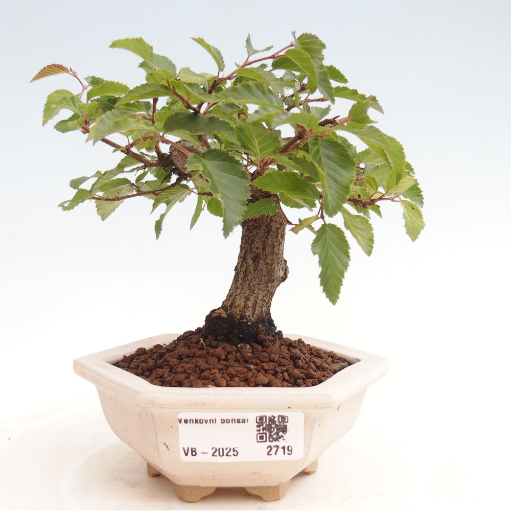 Outdoor bonsai -Carpinus CARPINOIDES - Korean Hornbeam