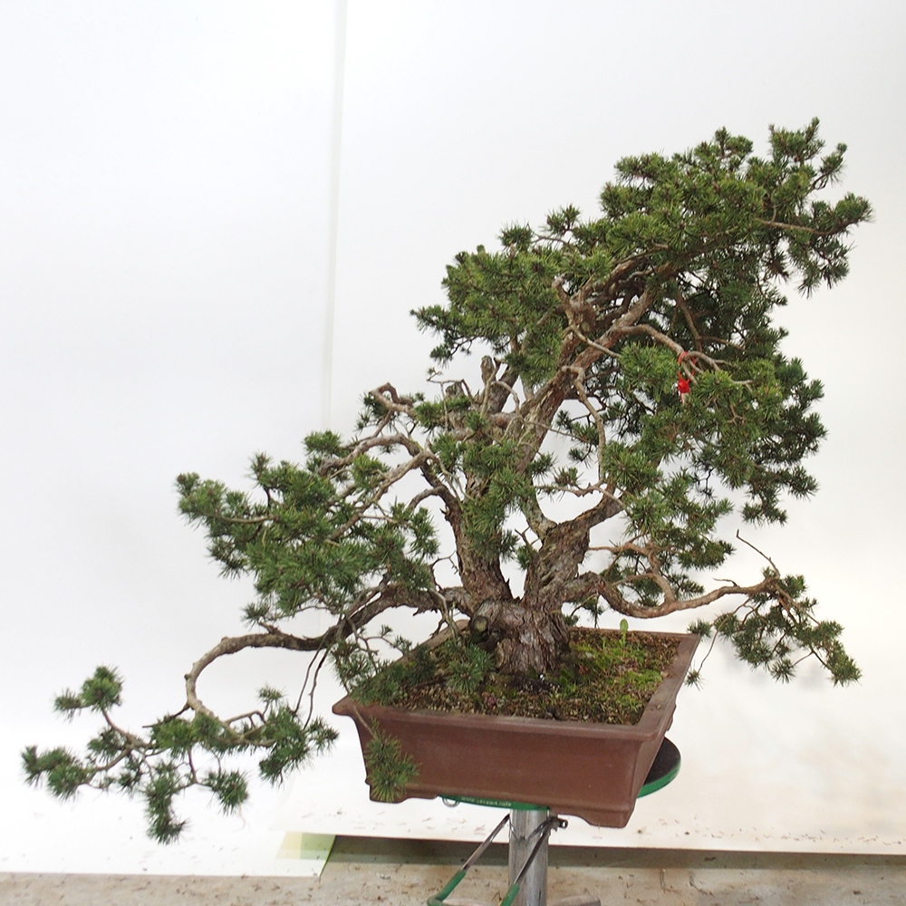 Yamadori - Pinus sylvestris Spain